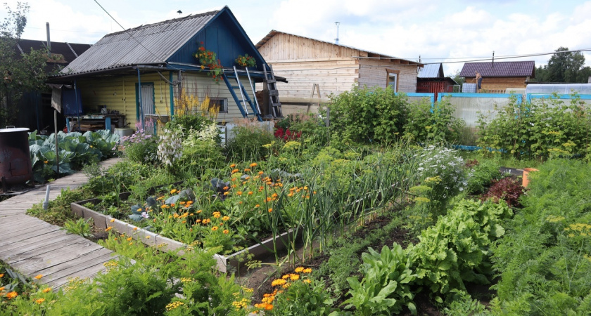 Этот дивный многолетник цветет все лето без перерыва: будете любоваться до конца осени