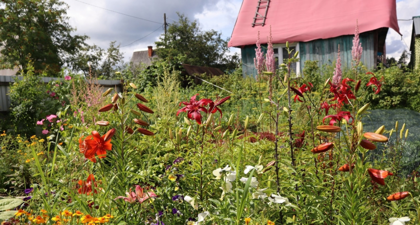 Будете любоваться до самых холодов: этот дивный многолетник цветет все лето без перерыва