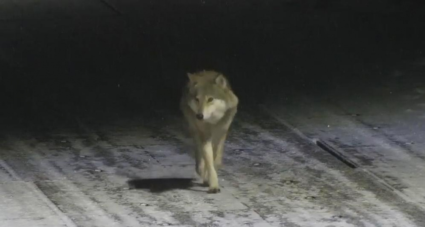 В Коми волков начали отпугивать ультразвуком