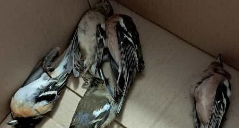 В Республике Коми погибают перелетные птицы