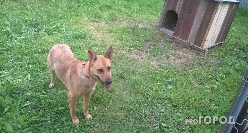 В Коми пострадавшей от укуса собаки дачнице выплатят 120 тысяч рублей