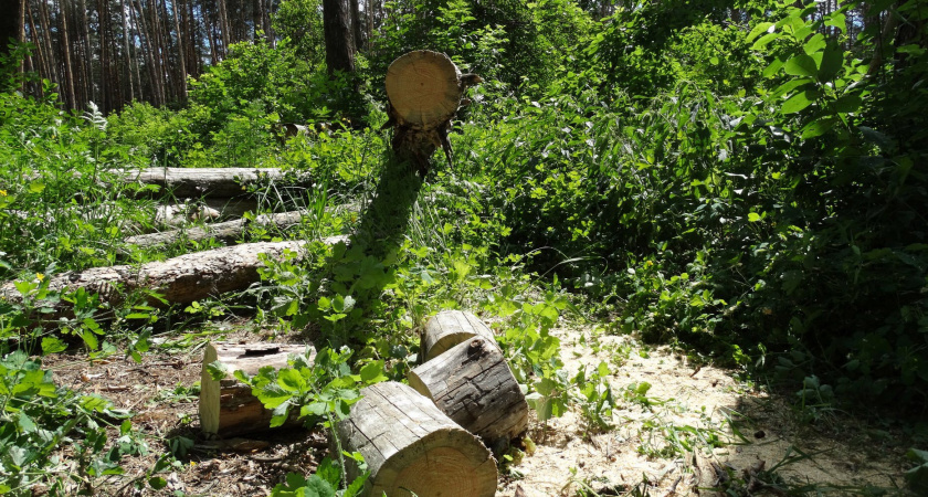 В Республике Коми водитель экскаватора раздавил 121 дерево и получил наказание