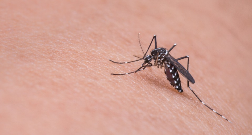 В этом сезоне в Коми будет меньше комаров