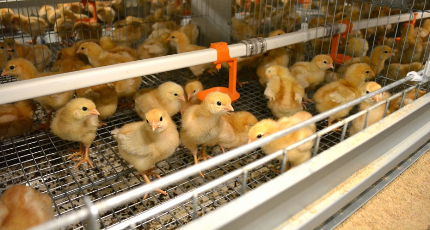 На "Зеленецкой" рассказали, когда будущие несушки птицефабрики начнут нести первые яйца