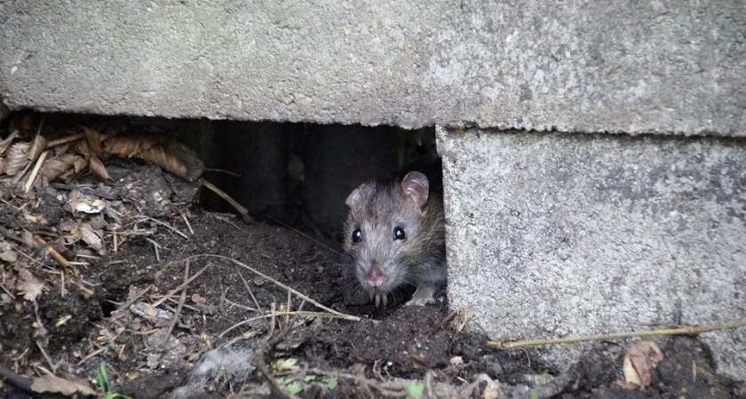 Ухту снова одолевают крысы