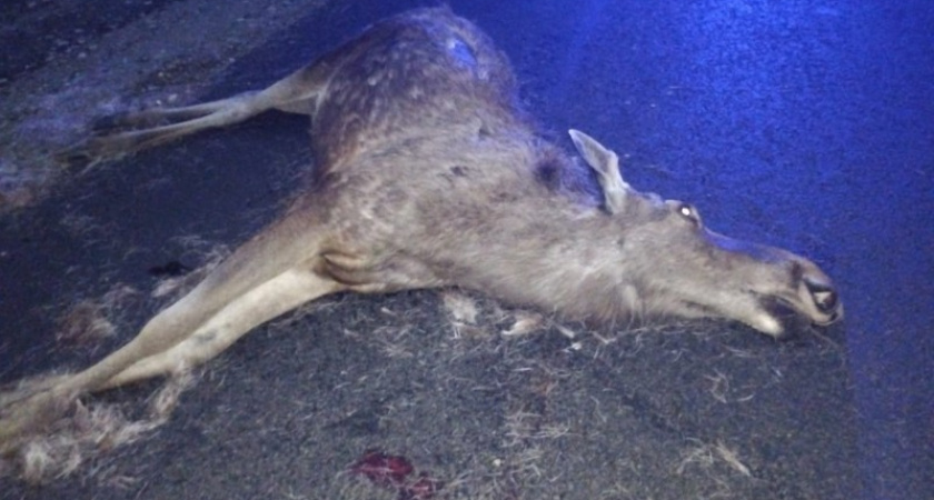 В Прилузье водитель иномарки сбил лося