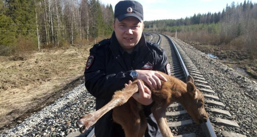 В Коми трагично погиб спасенный полицейским лосенок