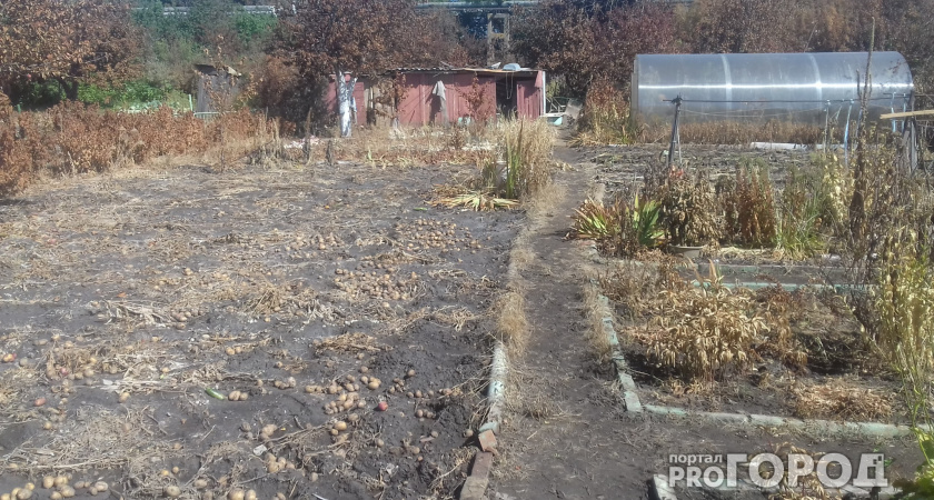 В Коми ждут проблем с урожайностью кормовых культур из-за холодной весны