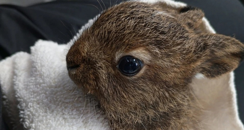 Спасенный зайчонок из Коми отправится на реабилитацию в Киров