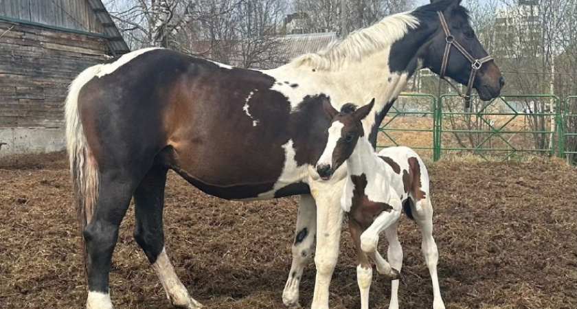 В Коми выбирают имя уникальной в своем роде кобылке