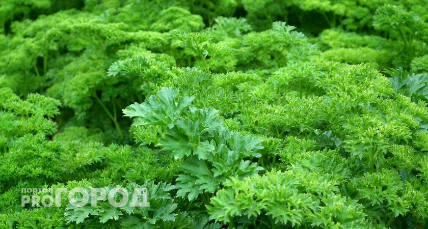 Жителям Коми эксперты посоветовали есть больше кинзы