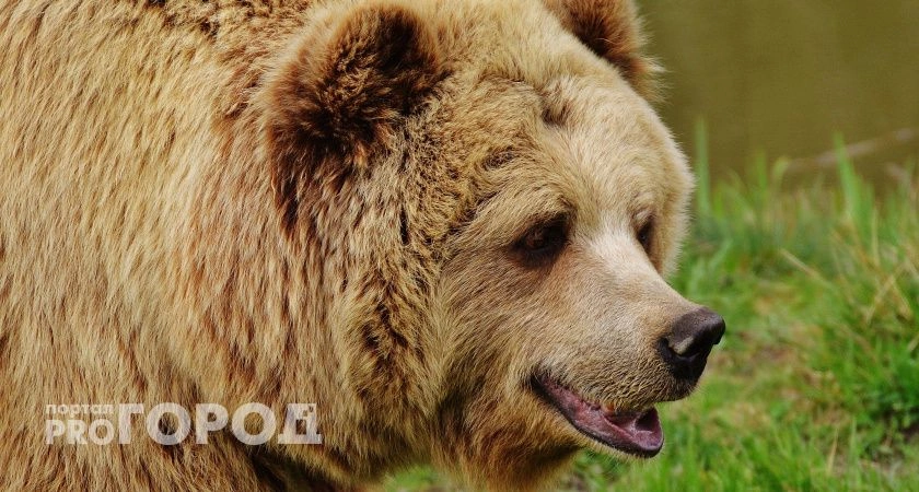 Фото к статье: В Коми нашли зараженного опасным заболеванием медведя