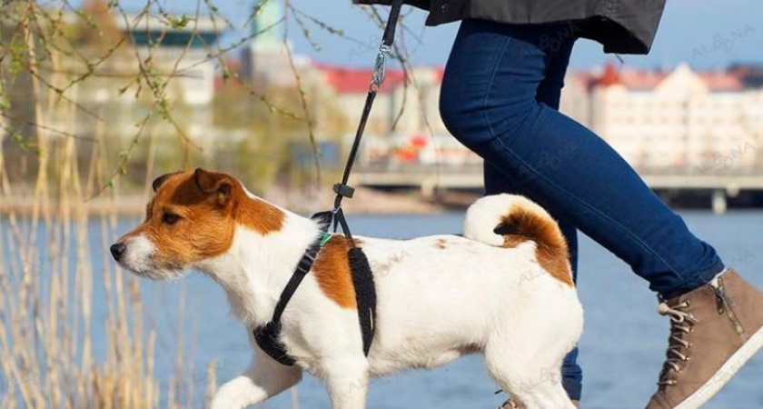 Ухтинцы предлагают увеличить штрафы за выгул собак в неположенных местах