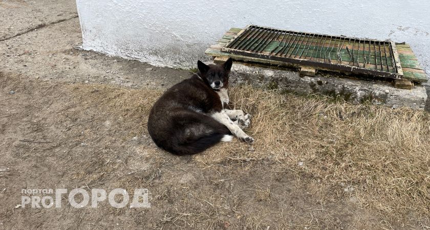 Владелец лайки из Коми заплатит несовершеннолетней девушке деньги за укус собаки