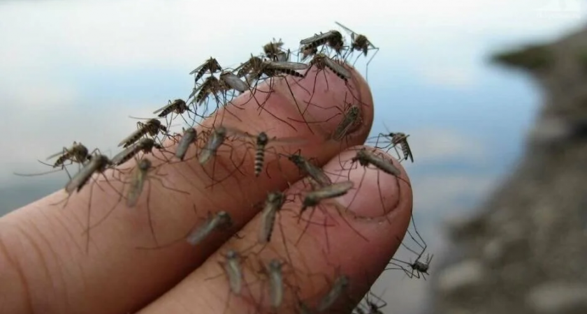 Комары и мошки больше не покусают: 5 проверенных рабочих народных средств от насекомых