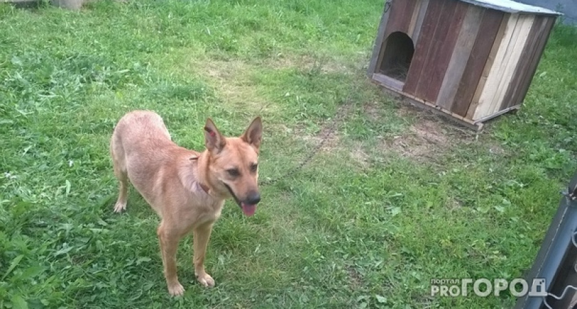 Житель Коми жестоко избил соседского пса поленом, выбив ему глаз