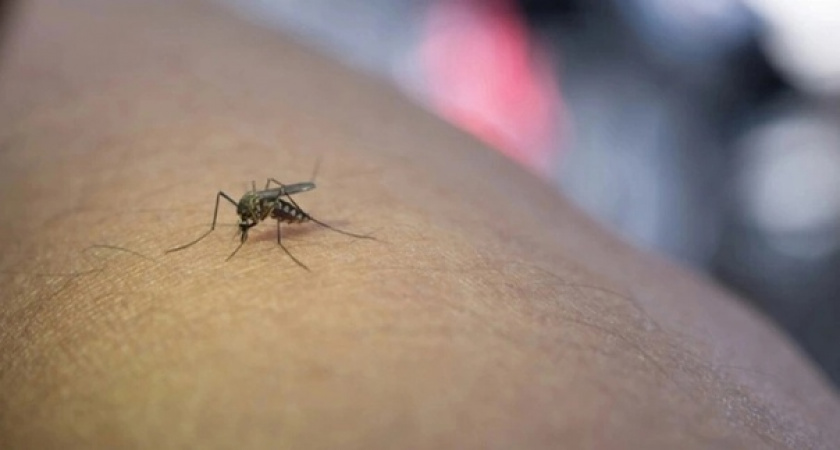 Комары и мошка не приблизятся даже на метр: простое и доступное средство для дома и себя