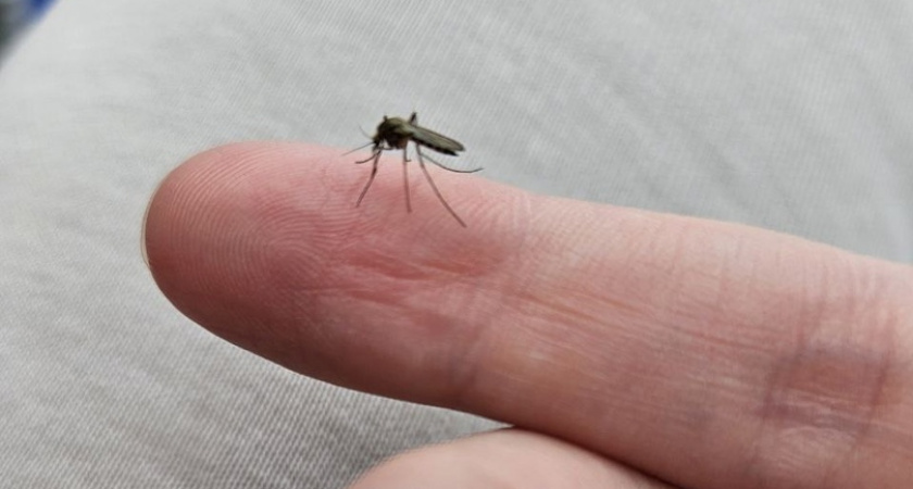 Комары и мошка больше не покусают: 5 эффективных народных средств против насекомых