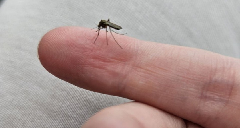 Комары и мошка больше не покусают: 5 действенных народных средств против насекомых
