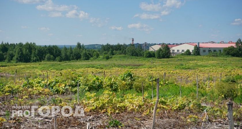 В Коми обработали гербицидами одно из заросших полей с борщевиком