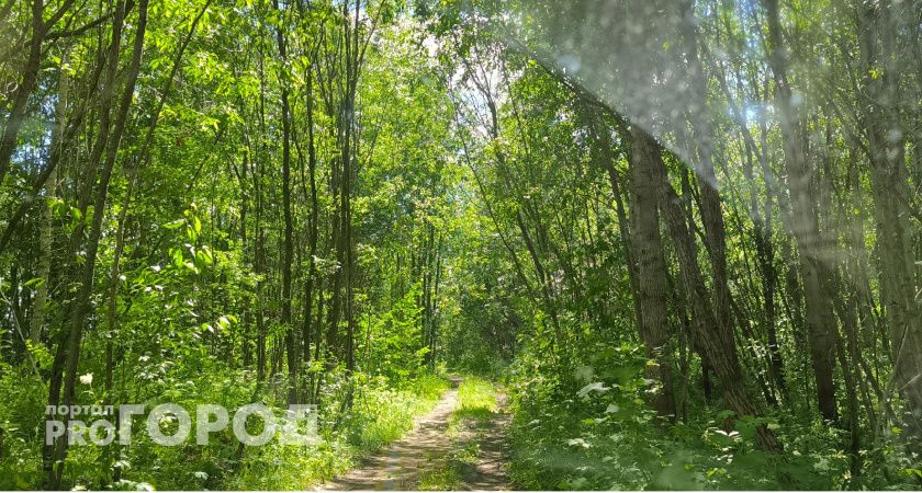 Синоптики рассказали о погоде в Коми на сегодня