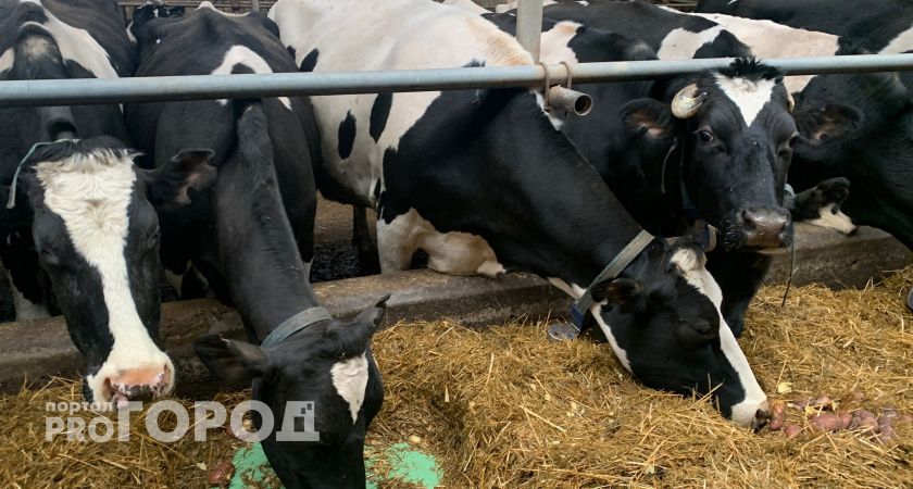 Работникам ухтинского племхоза выплатили долги по зарплате