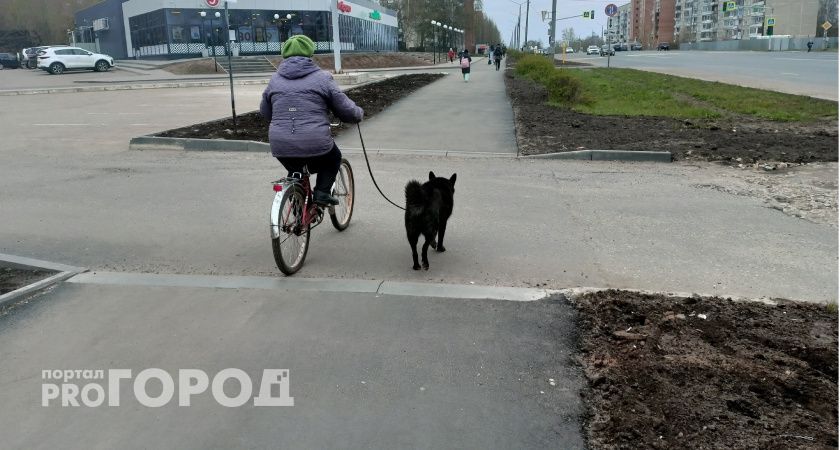 В Коми пострадавшая от укуса собаки женщина подала иск в суд