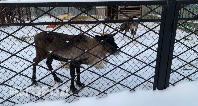 В Республике Коми стало больше краснокнижных северных оленей