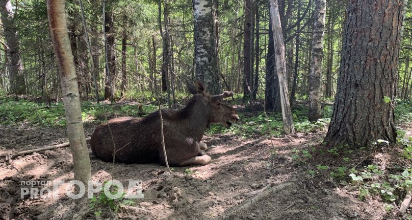 В Коми утверждены квоты на добычу лося, рыси и соболя