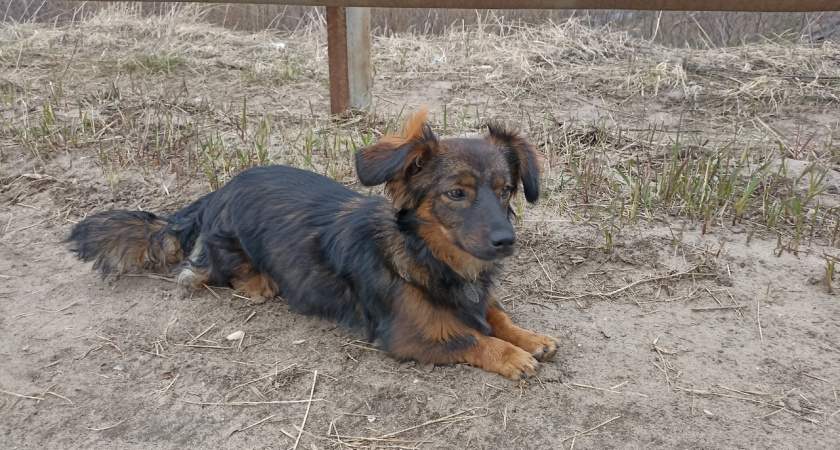 В Коми растет количество бездомных домашних животных
