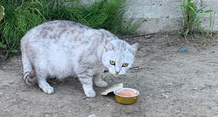 Зоозащитница из Коми взыскала компенсацию с гражданки, оскорбившей ее в интернете