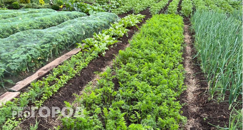 В Коми поля атакует колорадский жук