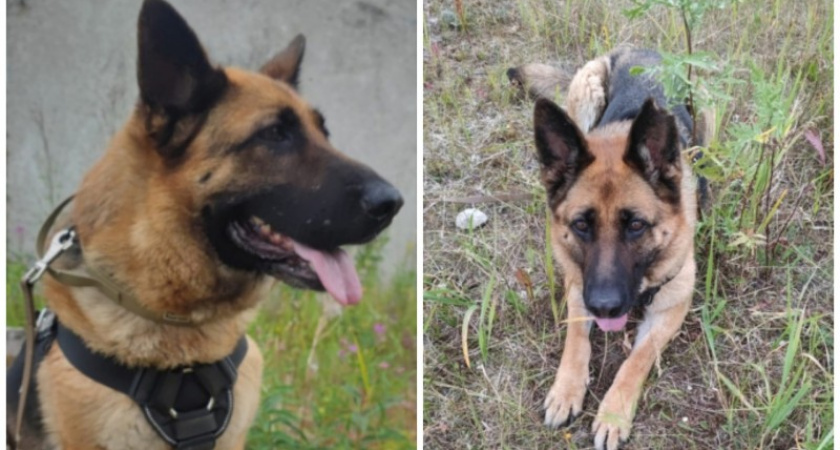 В Коми полицейские с помощью овчарки по кличке Пантера поймали преступника