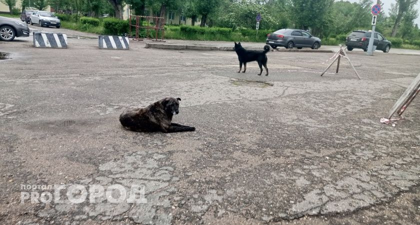 В Коми планируется открытие муниципального приюта для бездомных собак