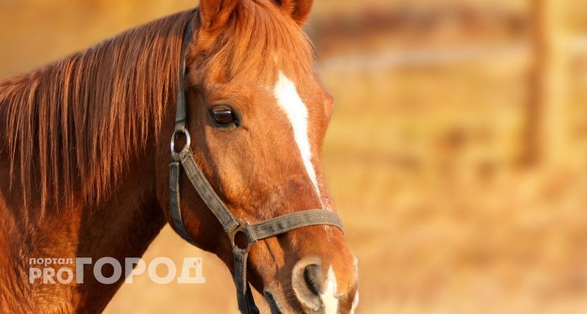В Коми состоится Кубок региона по конному спорту