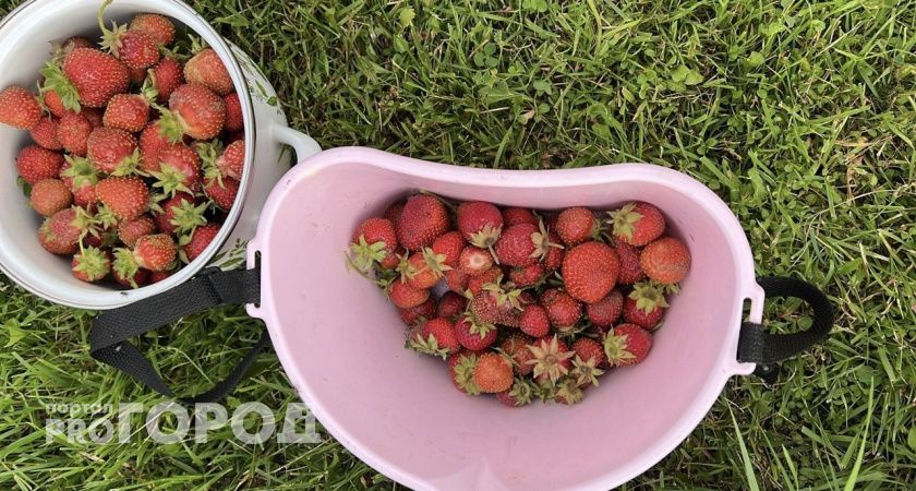 Жители Коми собрали 5,2 тысячи тонн садовых ягод в 2023 году