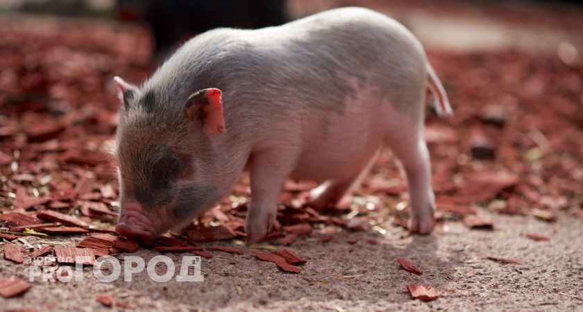 Безнадзорные свиньи облюбовали детскую площадку в Коми и разбрасывали мусор