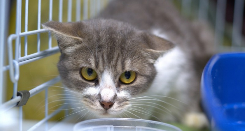 Приют "Кошки за окошком" накопил долг в 98 000 рублей из-за прибывших тюремных котов