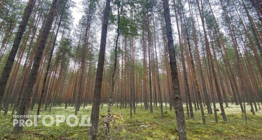 В одном из районов Коми лесничего уличили во взяточничестве