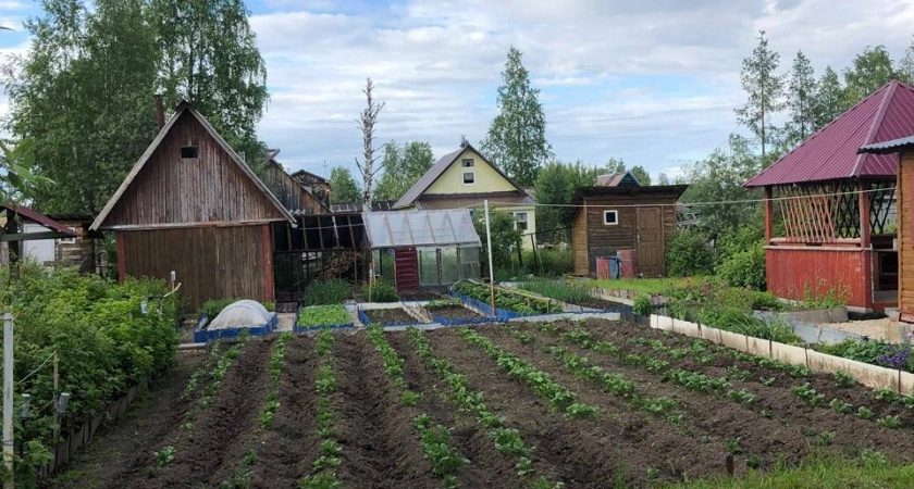 Всего одна горсть на грядки в сентябре – и почва станет плодородной без удобрений в 2025 году