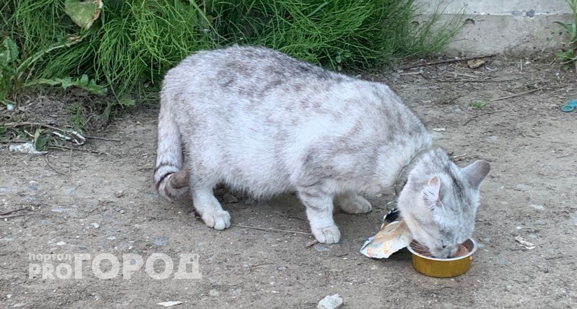 В Коми женщина убила своего сожителя из-за замечания кошке