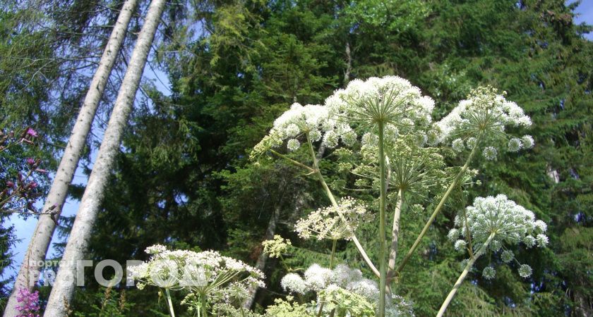 В Коми собственник уничтожил опасное растение на земельном участке после предписания
