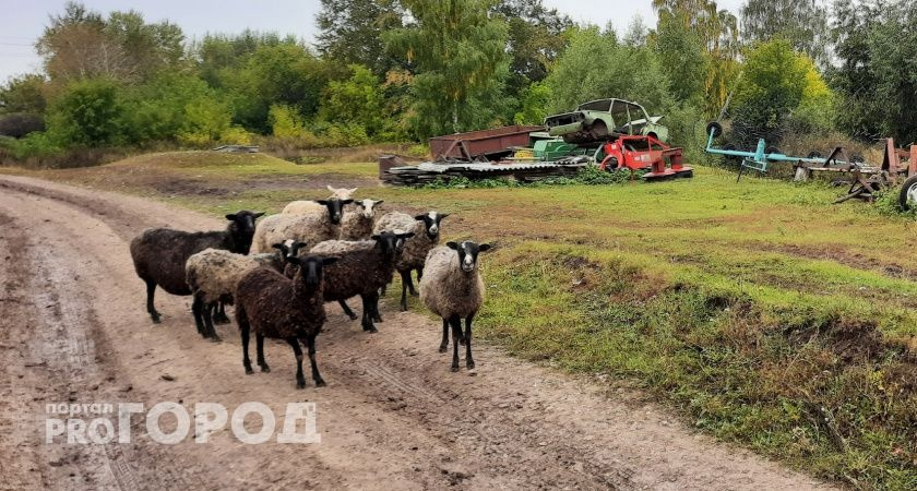 Минсельхоз Коми рассказал о новых правилах по борьбе с кампилобактериозом у животных