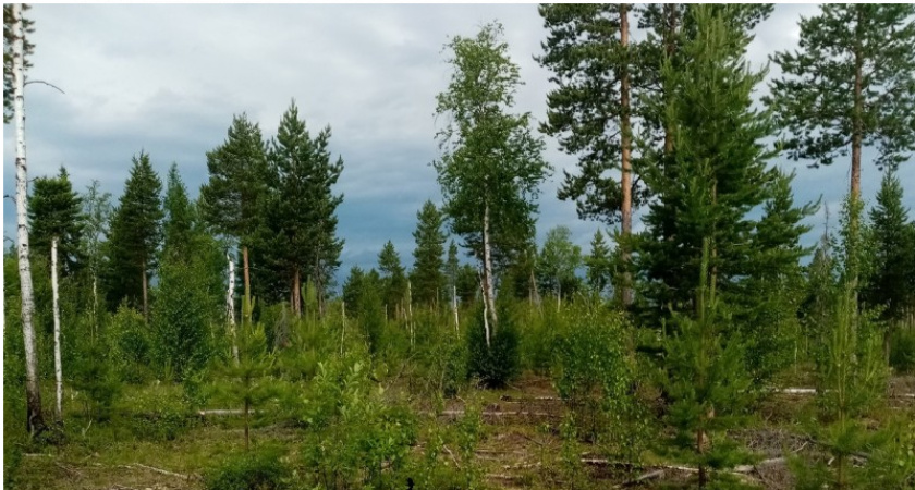 В Коми пройдут лесовосстановительные работы