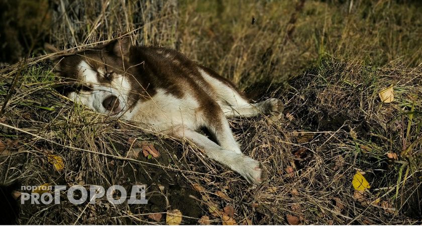 В Коми чипированная собака серьезно покусала ребенка