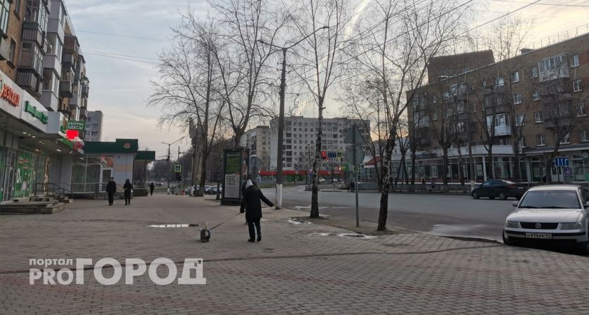 Мэрия одного из городов Коми потратит на отлов собак 700 000 рублей