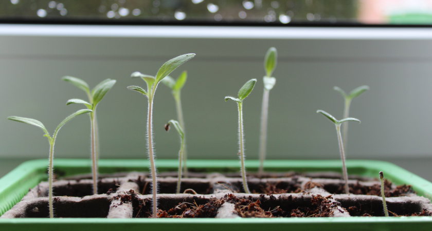 Замачиваю семена перед посевом в этом соке – всходы 10 из 10: натуральный стимулятор роста