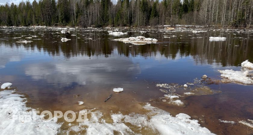 Жители Ухты публично извинились за вылов 124 хариусов