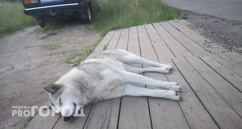 В Коми бродячие собаки напали на детей