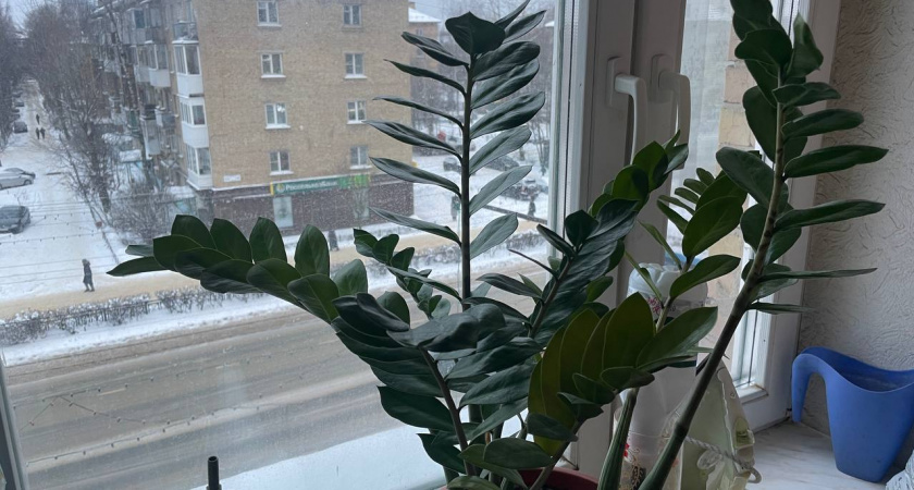 2 таблетки в воду – замиокулькас растет как бешеный: живительный микс для суккулента